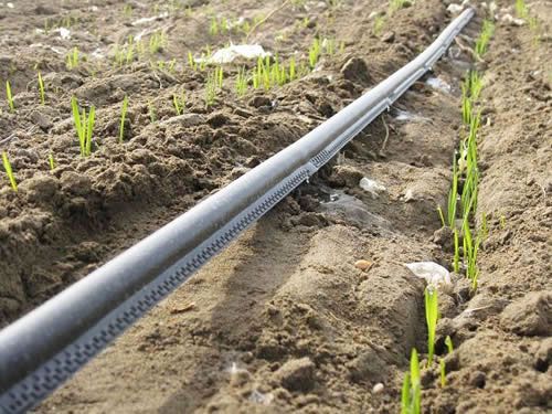 有关微滴灌在田间管理的注意事项